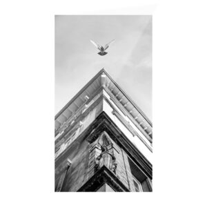 Tableau photo décoratif pigeon sur les toits de Lyon